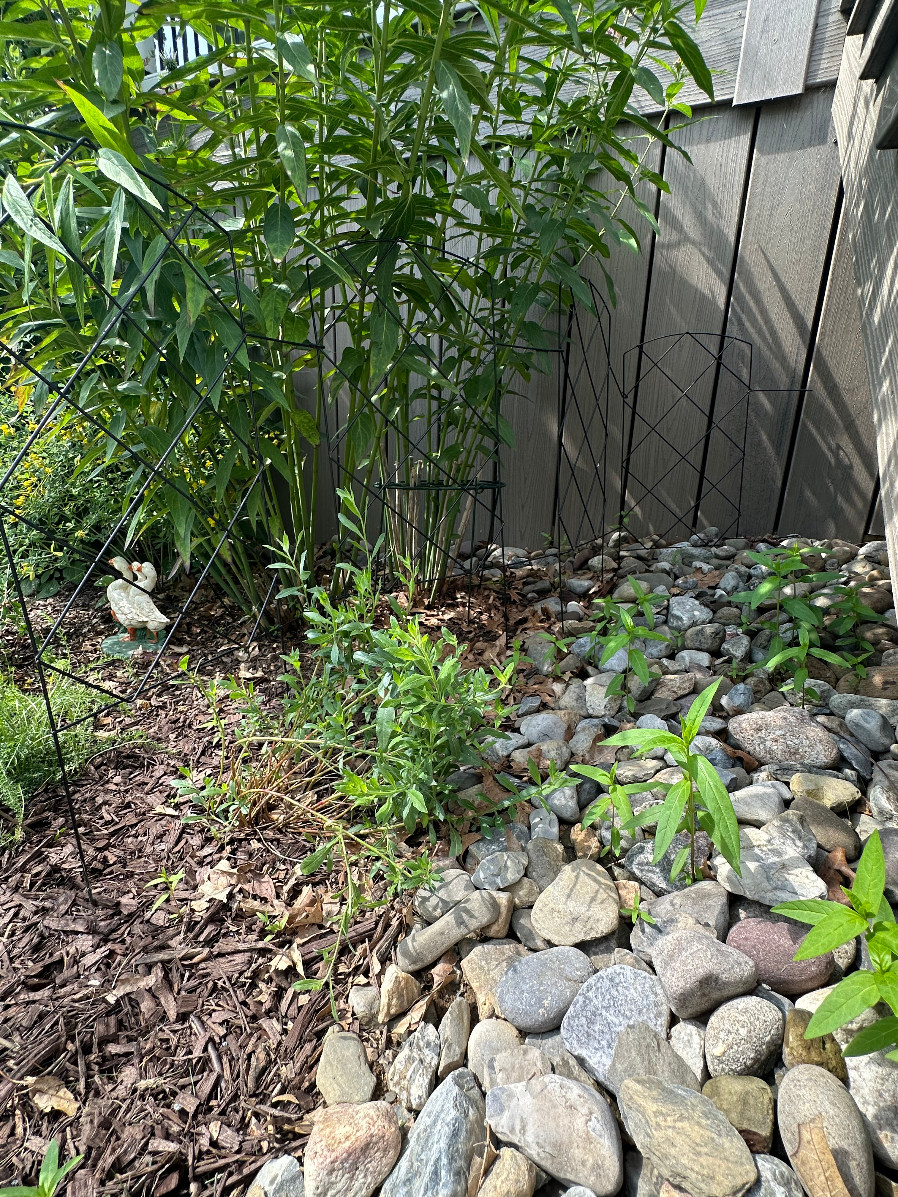 Milkweed seedlings